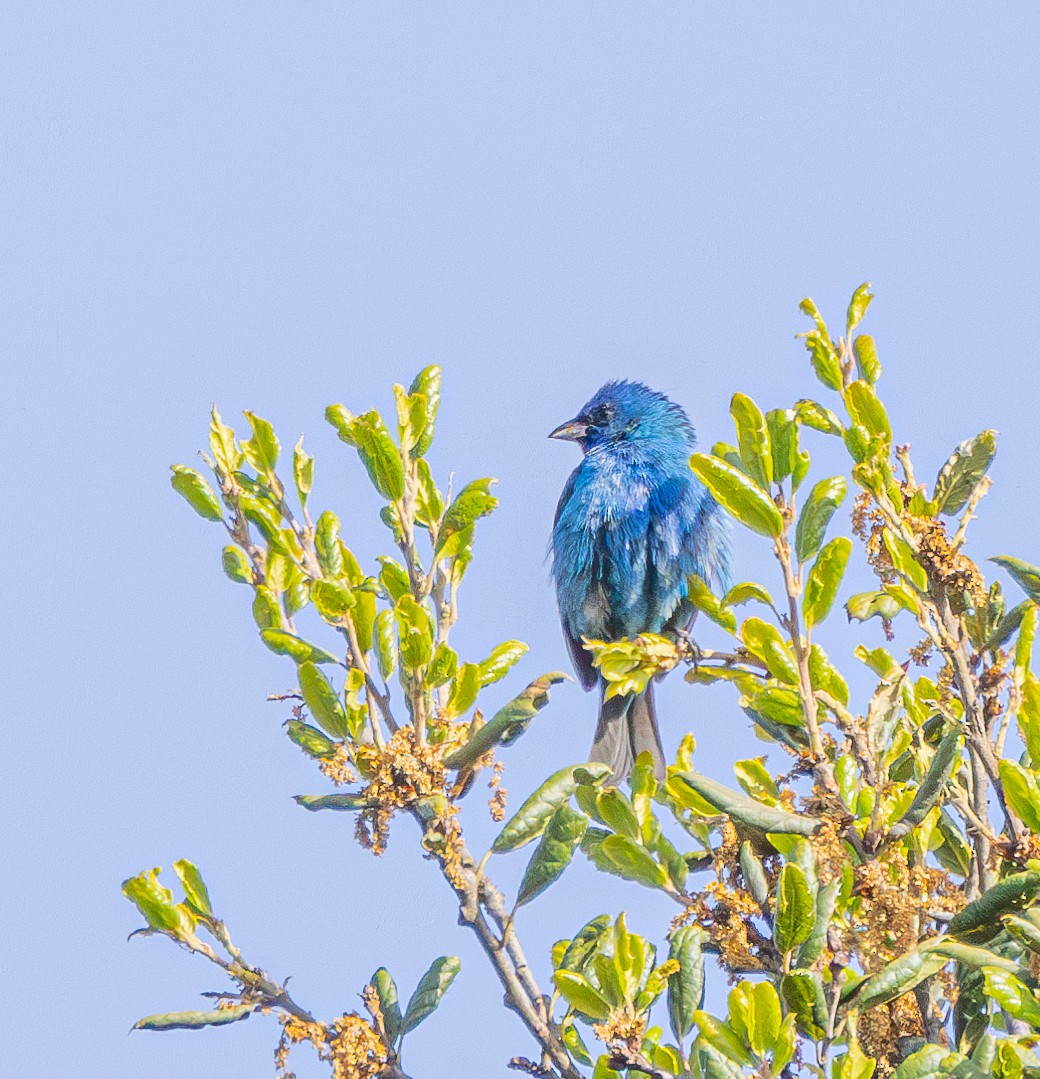 Indigo Bunting - Ben  Valdez