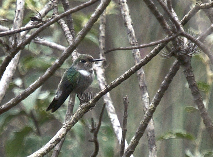 Colibrí Colaceleste - ML619427920