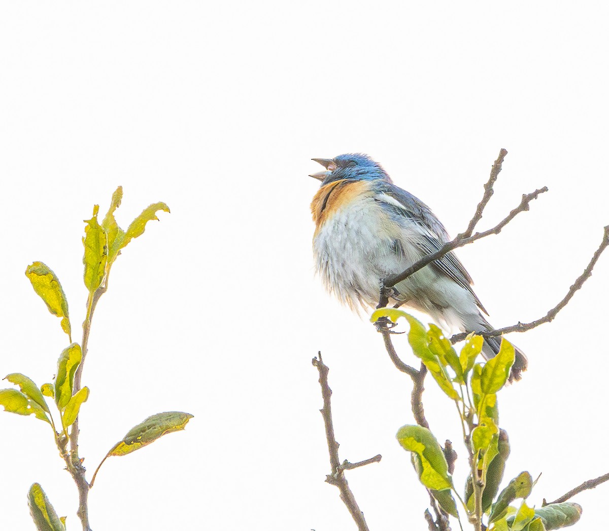 Lazuli Bunting - Ben  Valdez