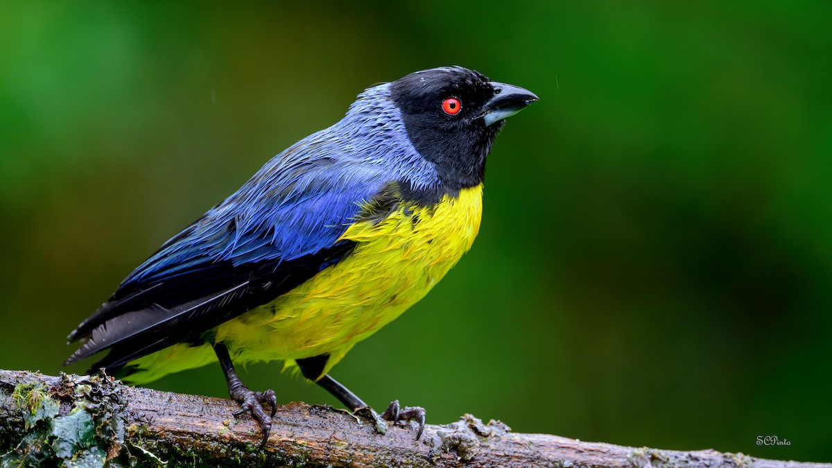 Hooded Mountain Tanager - Shailesh Pinto