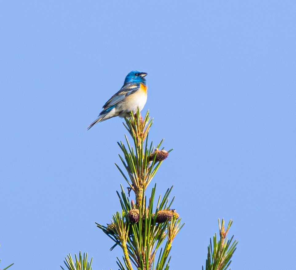 Lazuli Bunting - Ben  Valdez