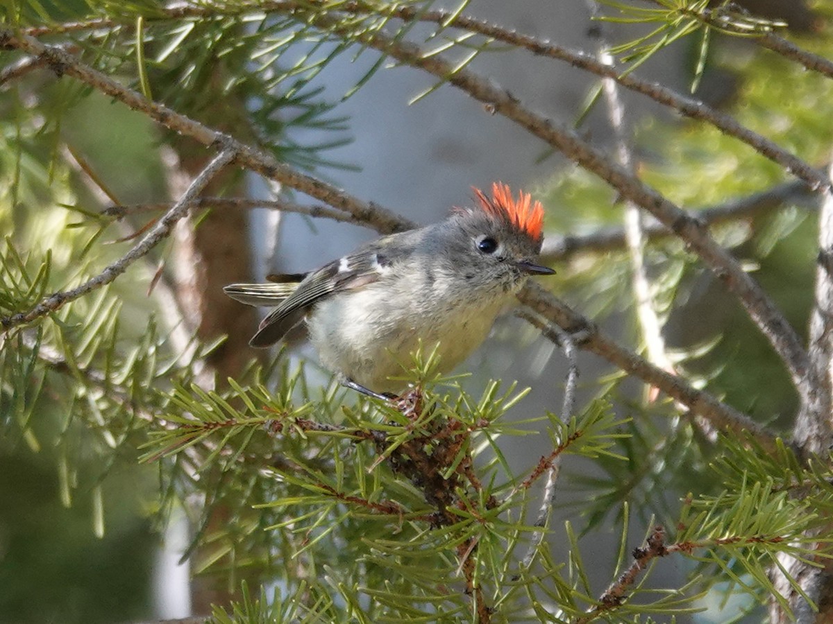 Ruby-crowned Kinglet - Barry Reed
