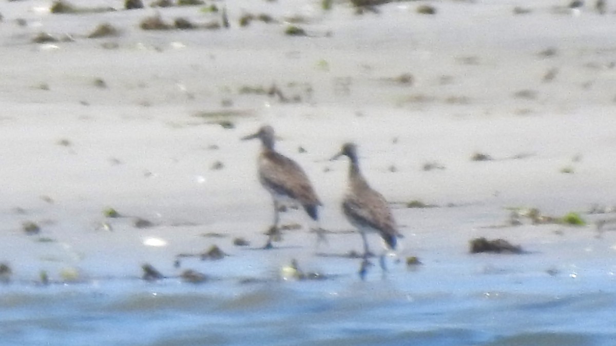 shorebird sp. - Vincent Glasser