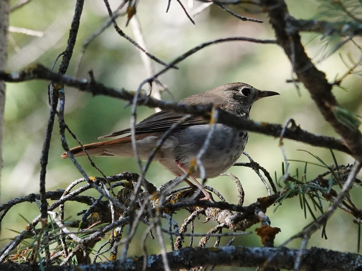 Hermit Thrush - Barry Reed