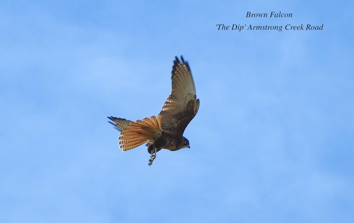 Brown Falcon - Marie Tarrant