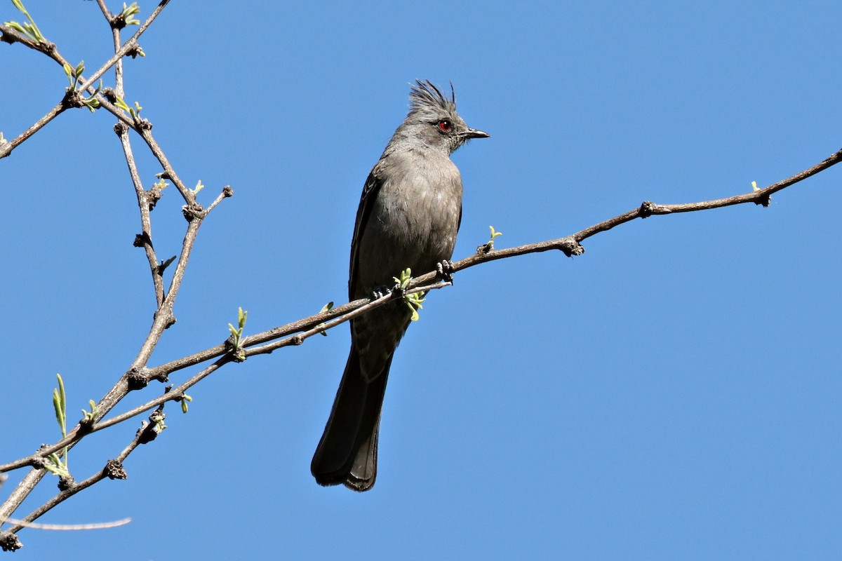 Phainopepla - Ginger Spinelli