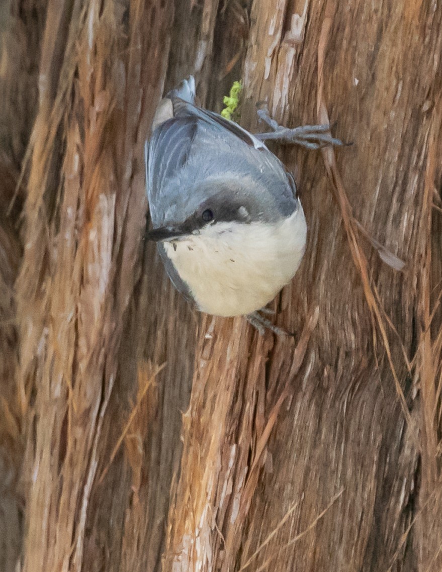 Pygmy Nuthatch - Chris Tosdevin