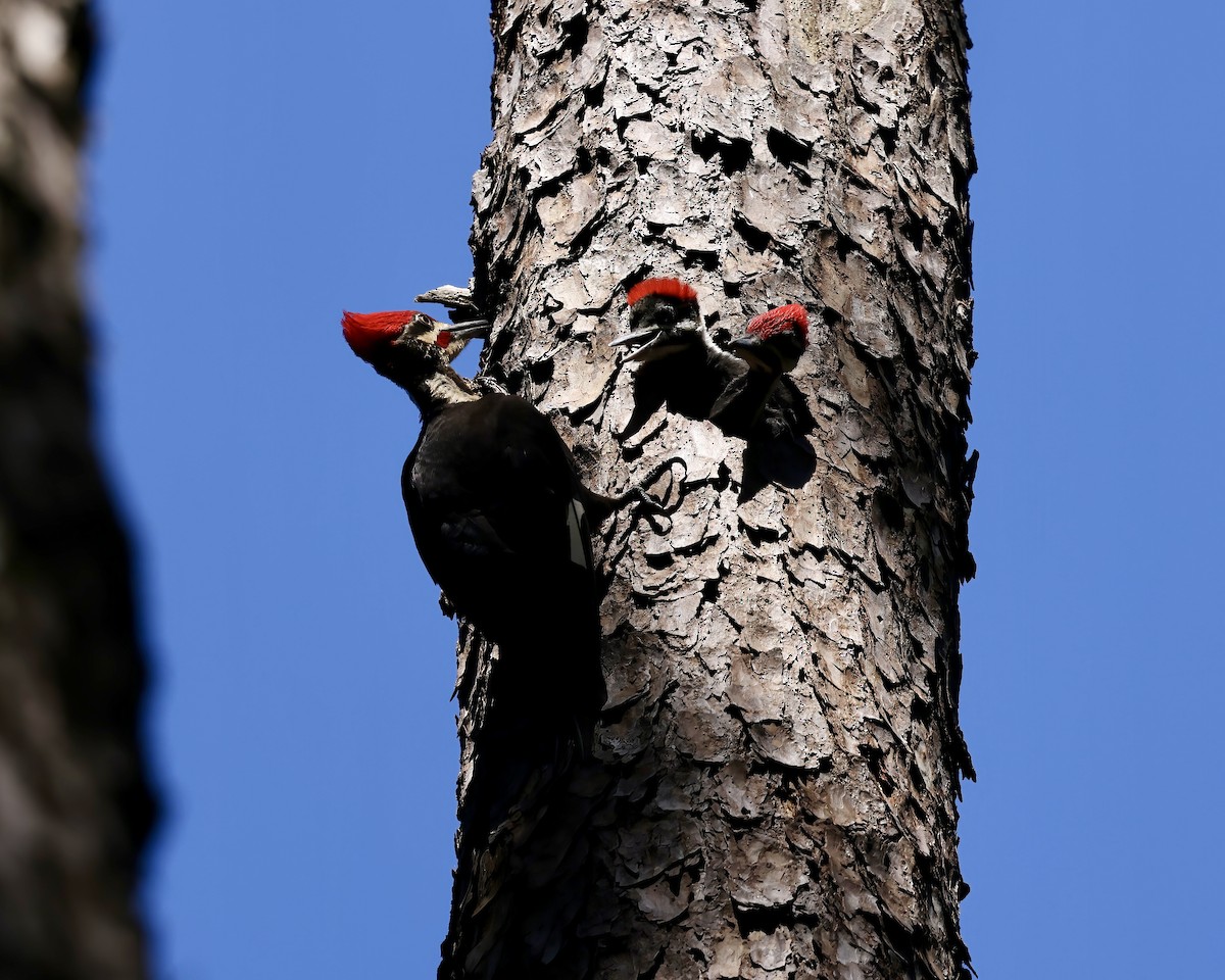 Pileated Woodpecker - Debbie Kosater