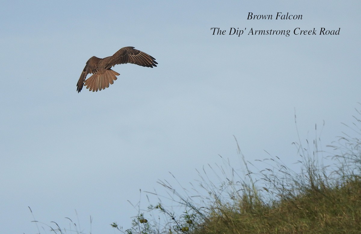 Brown Falcon - Marie Tarrant