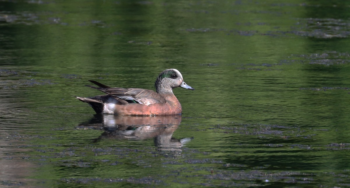 American Wigeon - ML619427970