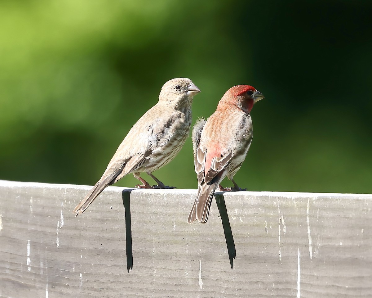 House Finch - ML619427974