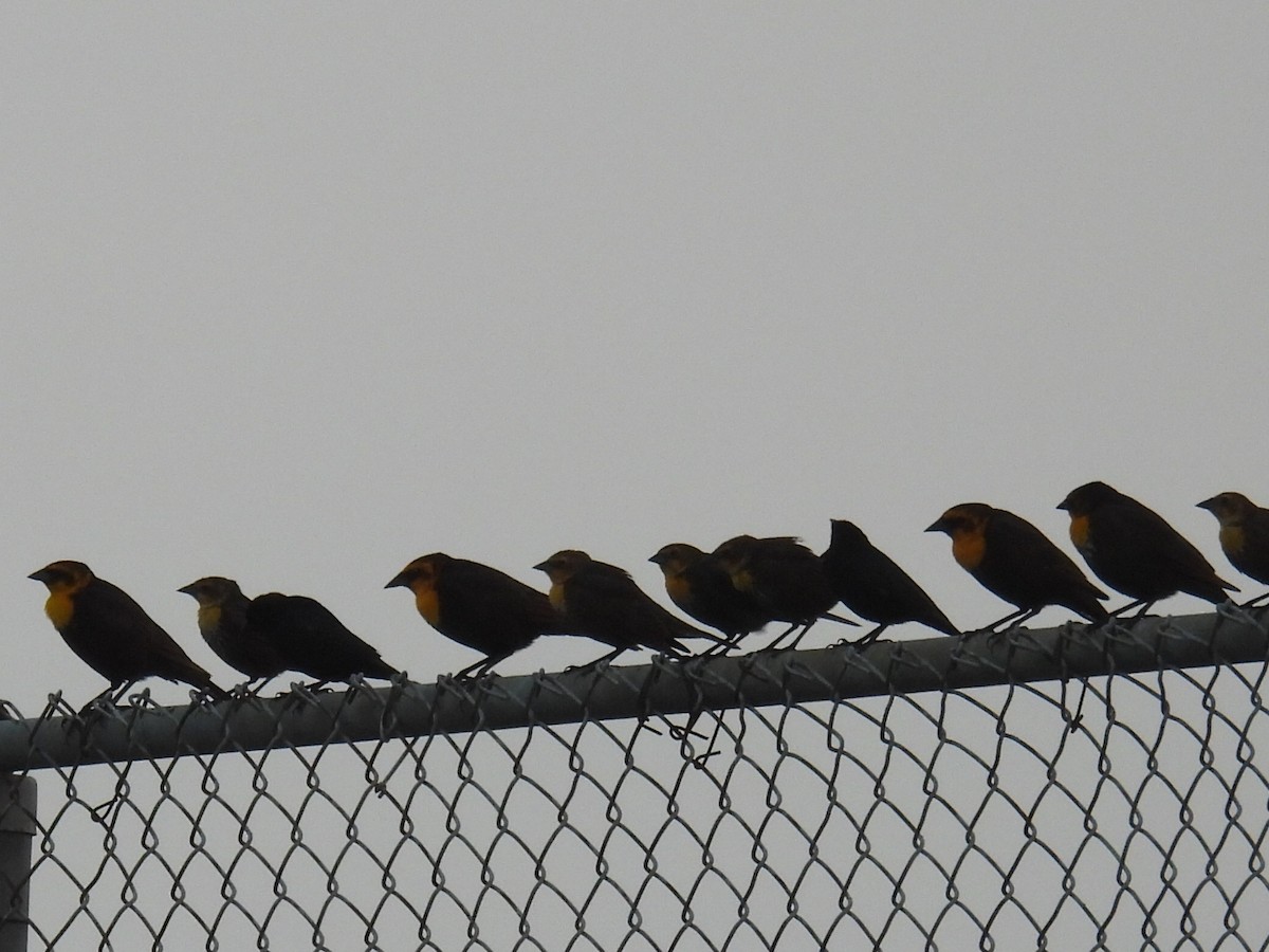 Yellow-headed Blackbird - ML619427976