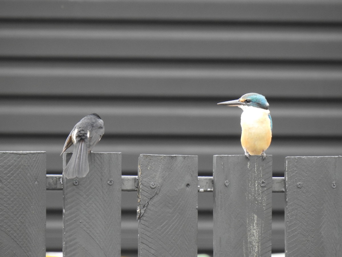 Sacred Kingfisher - Monica Mesch