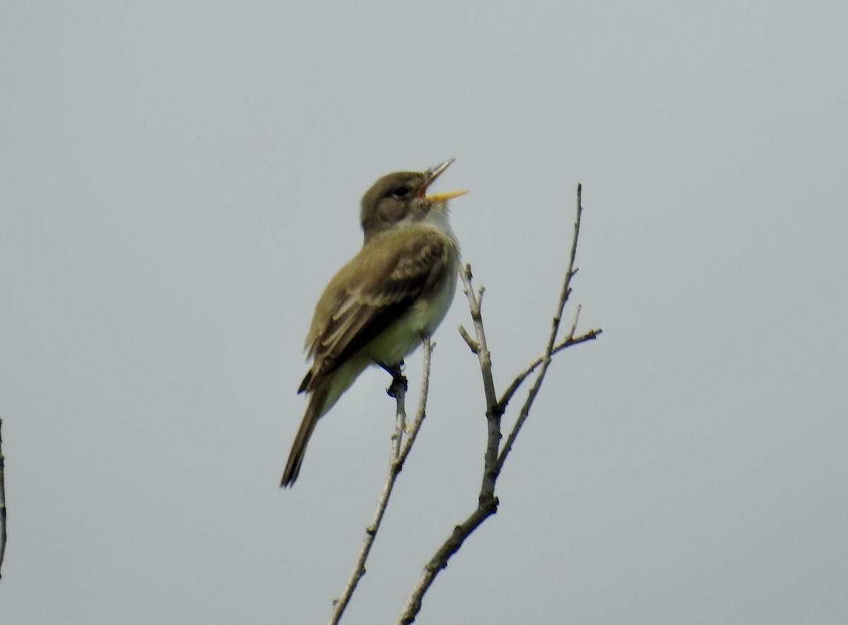 Willow Flycatcher - Stephanie Miller