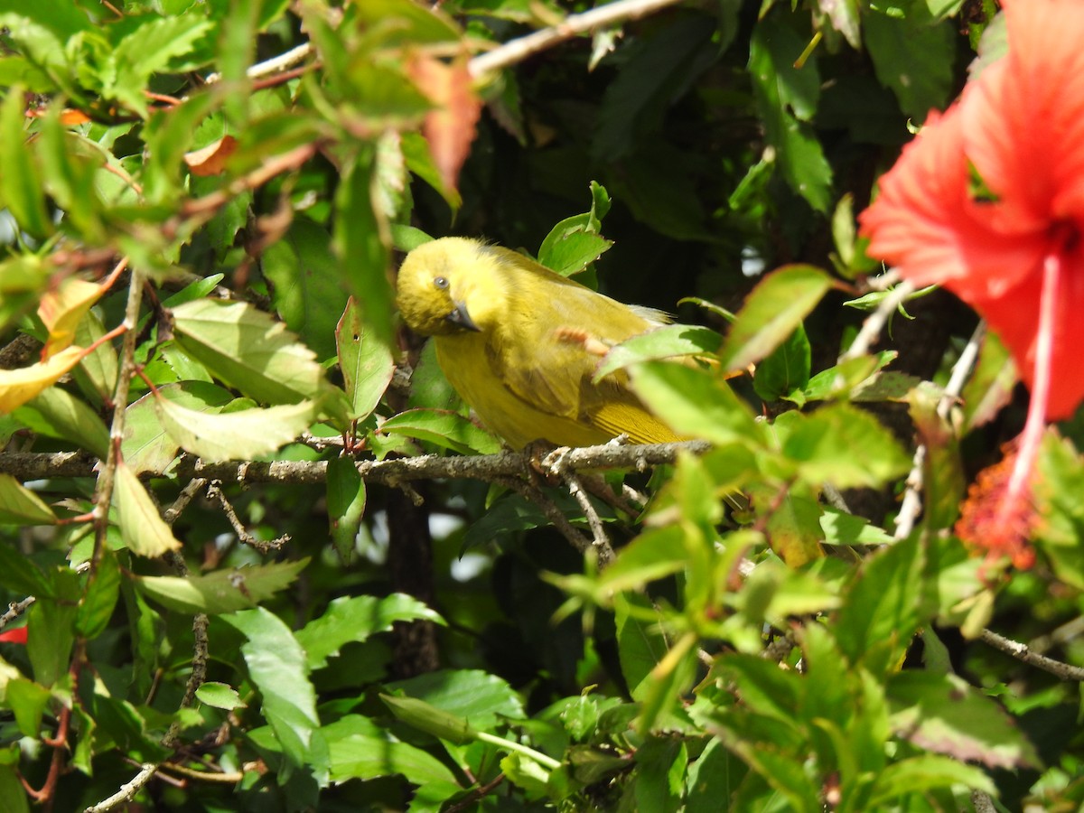 Yellow Honeyeater - Monica Mesch