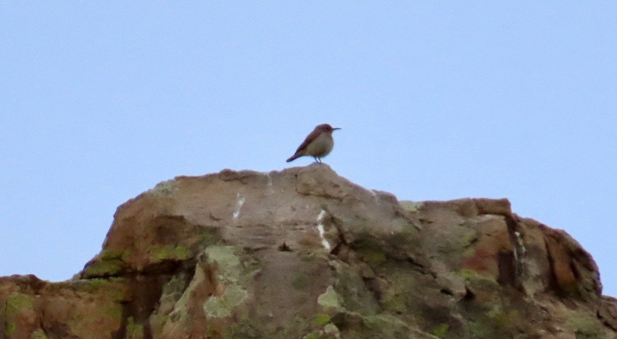 Rock Wren - Jim Prall