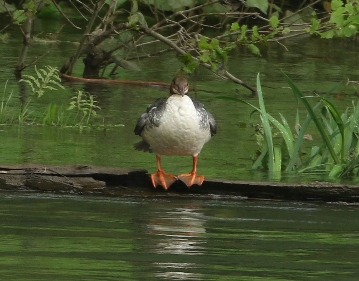 Common Merganser - Roger Higbee