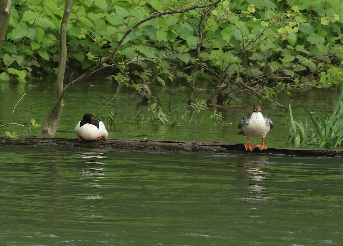 Common Merganser - Roger Higbee