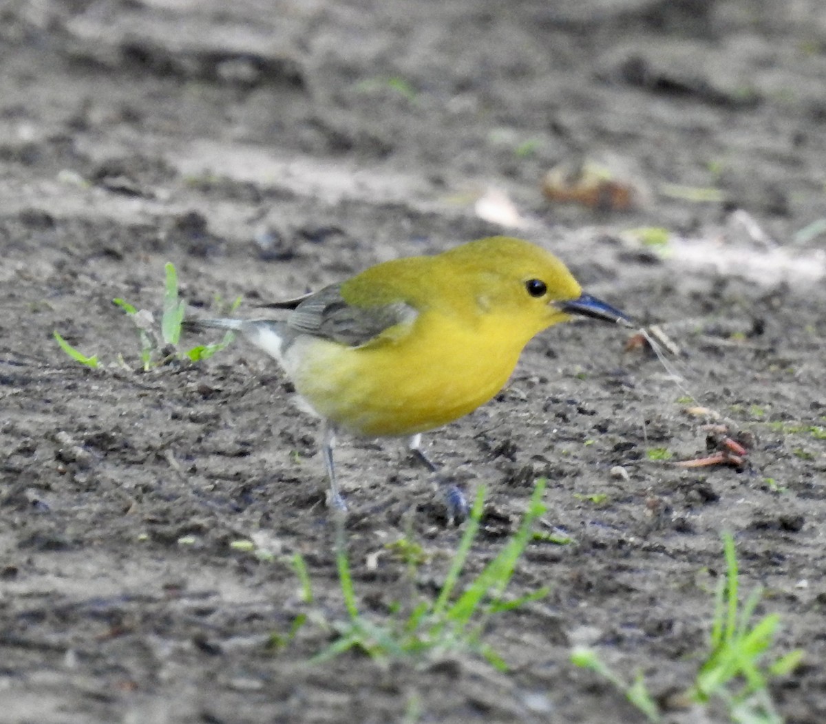 Prothonotary Warbler - Stephanie Miller