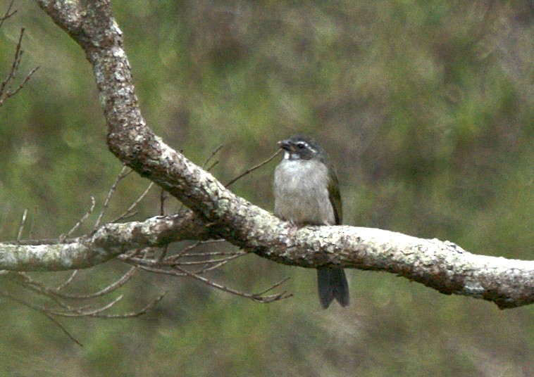 Green-winged Saltator - Patrícia Hanate