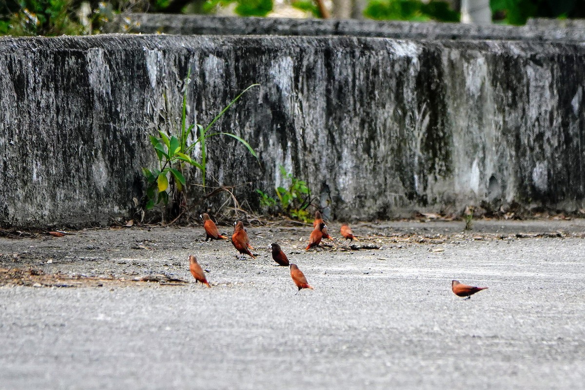 Chestnut Munia - Haofeng Shih