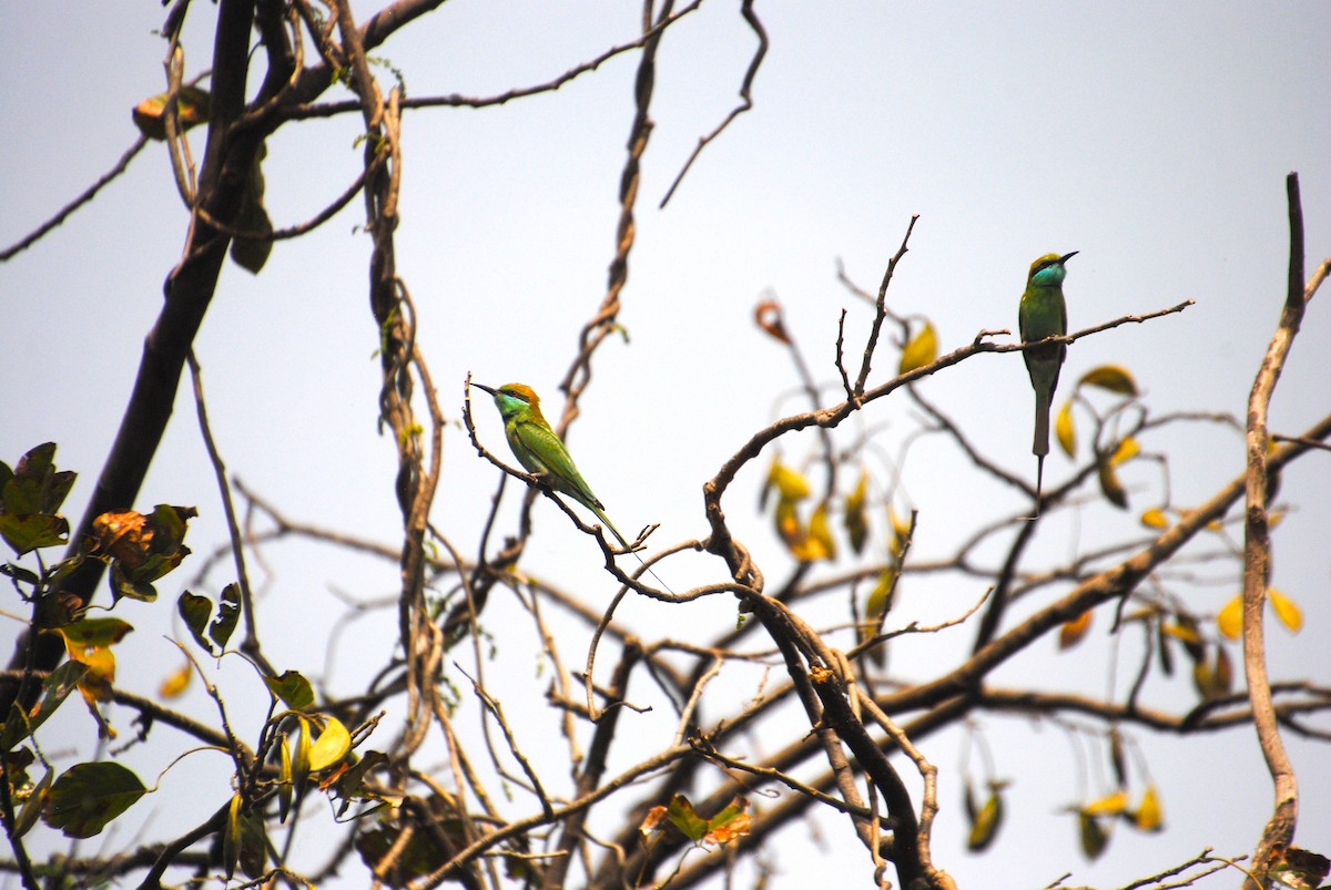 Asian Green Bee-eater - Alyssa DeRubeis