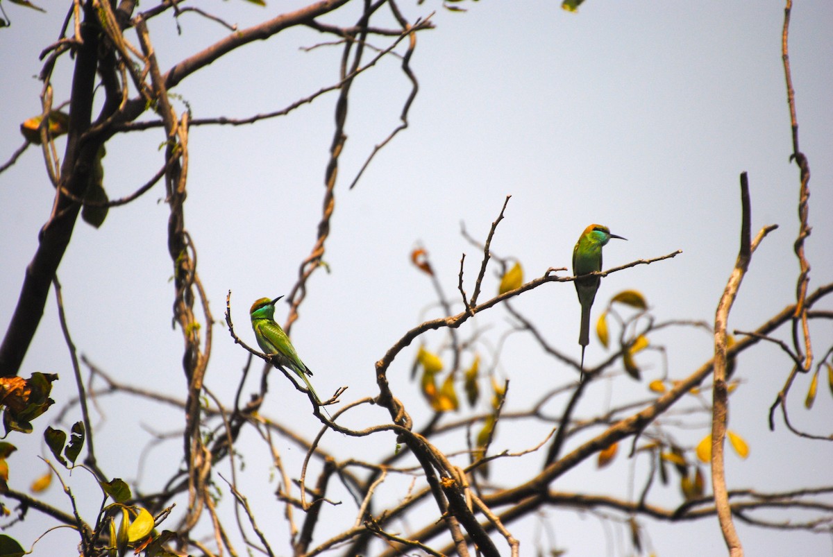 Asian Green Bee-eater - Alyssa DeRubeis
