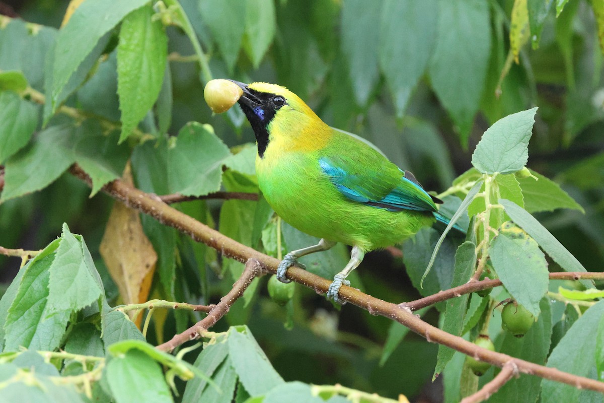 Blue-winged Leafbird - Chai Thiam Lau