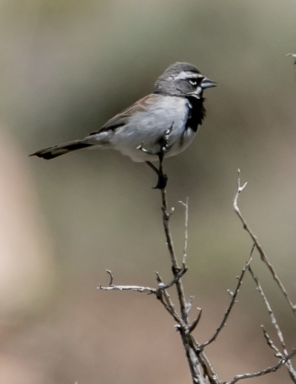 Black-throated Sparrow - Chris Tosdevin