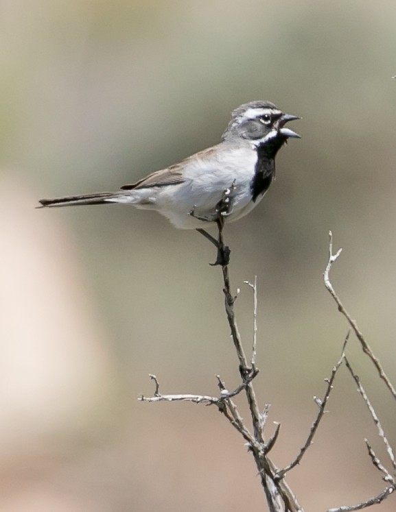 Black-throated Sparrow - Chris Tosdevin