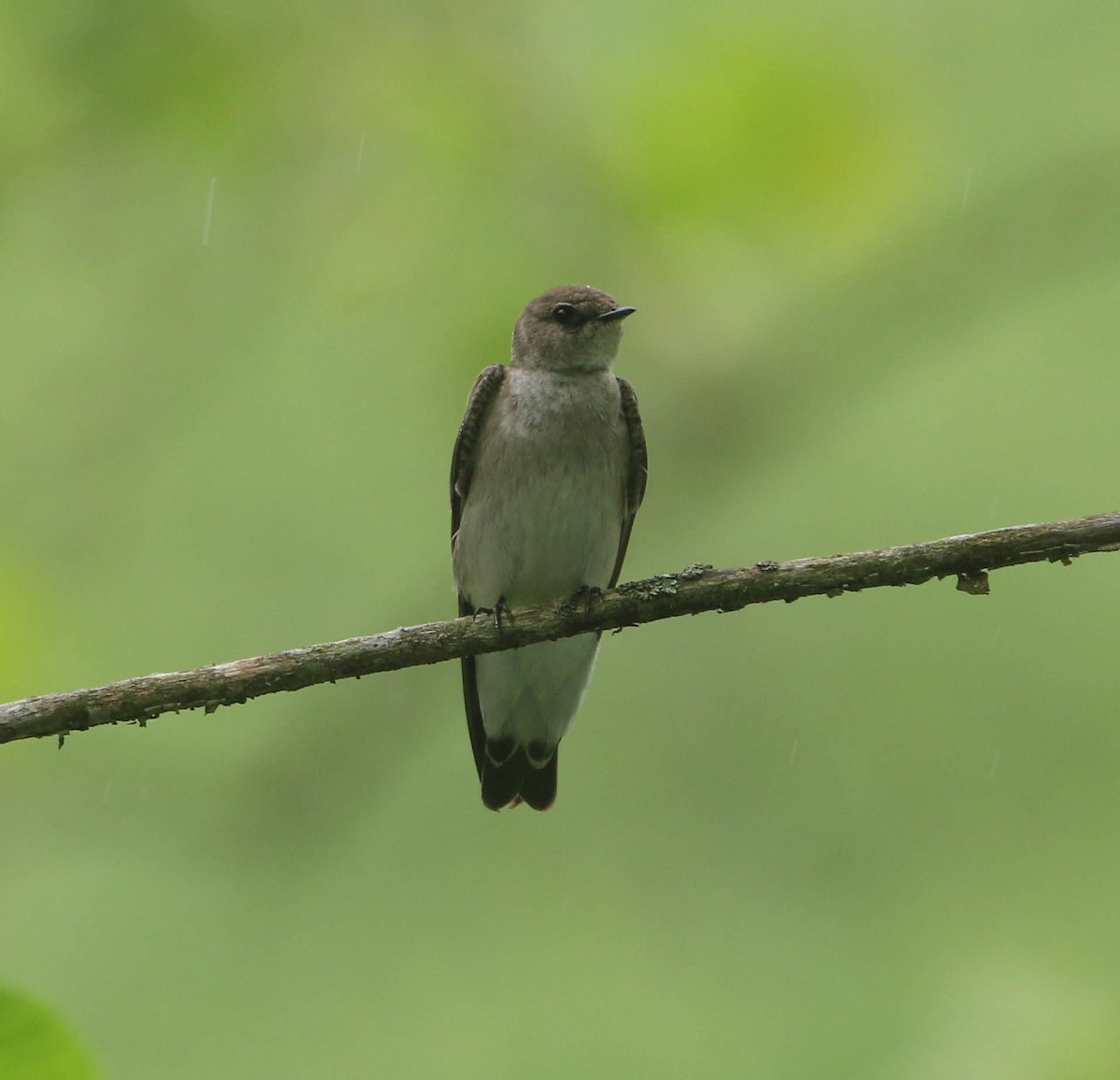 Northern Rough-winged Swallow - Roger Higbee