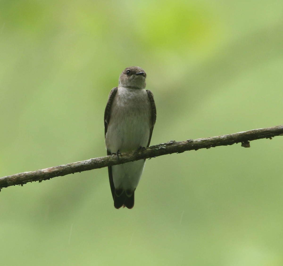 Northern Rough-winged Swallow - Roger Higbee