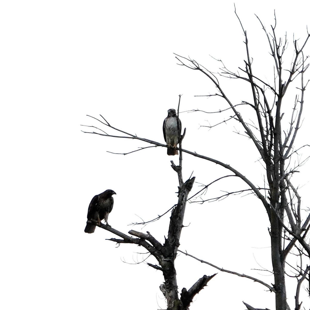 Red-tailed Hawk - Tom Shepard