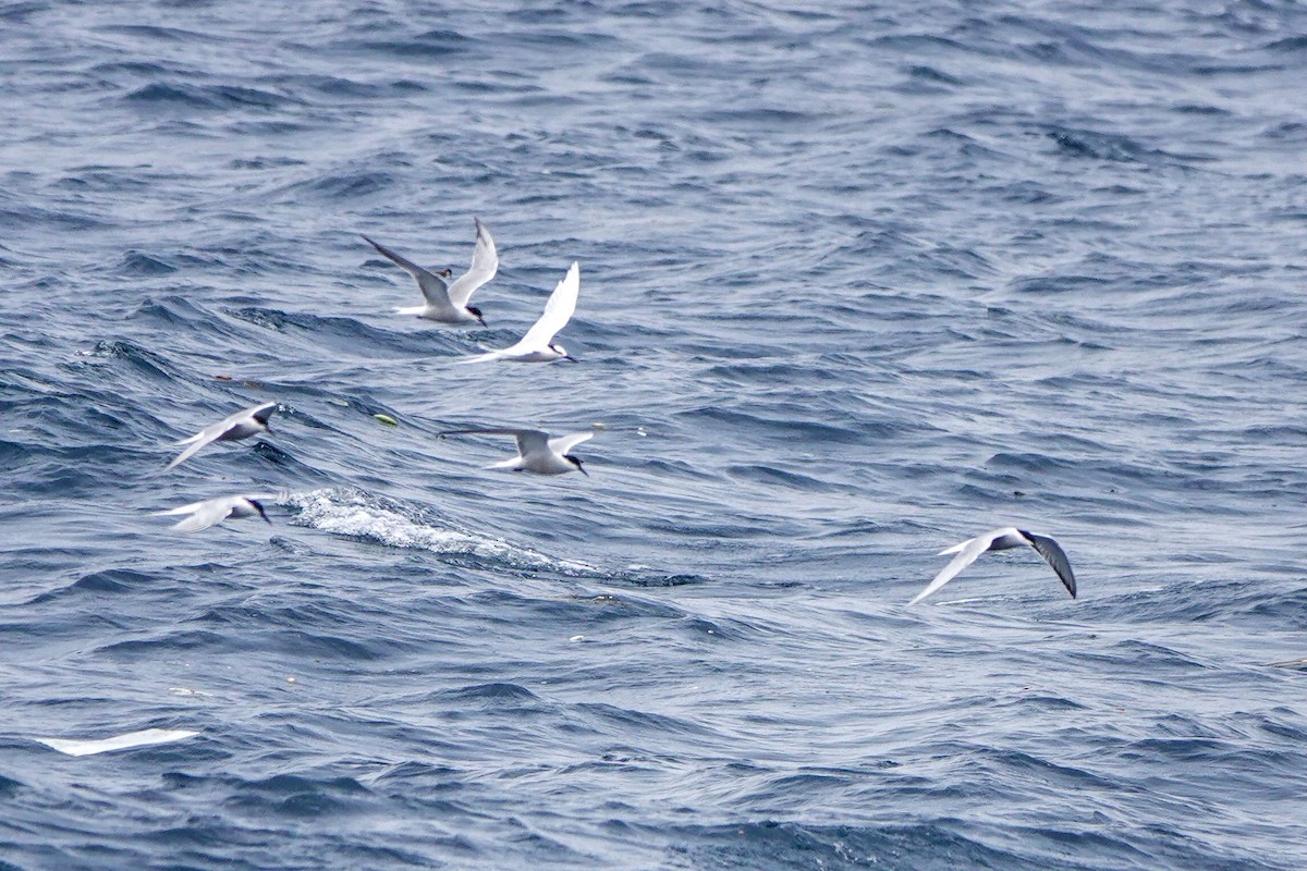 Black-naped Tern - Haofeng Shih