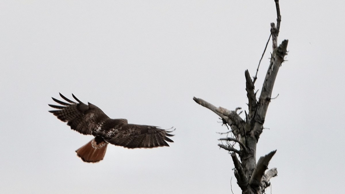 Red-tailed Hawk - Tom Shepard