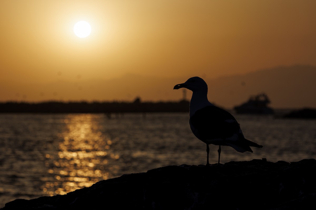 Western Gull - Tommy Quarles