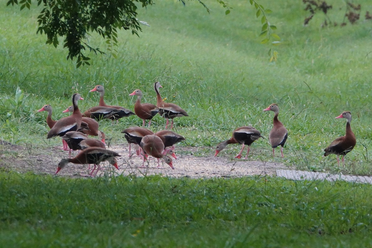 Black-bellied Whistling-Duck - B P