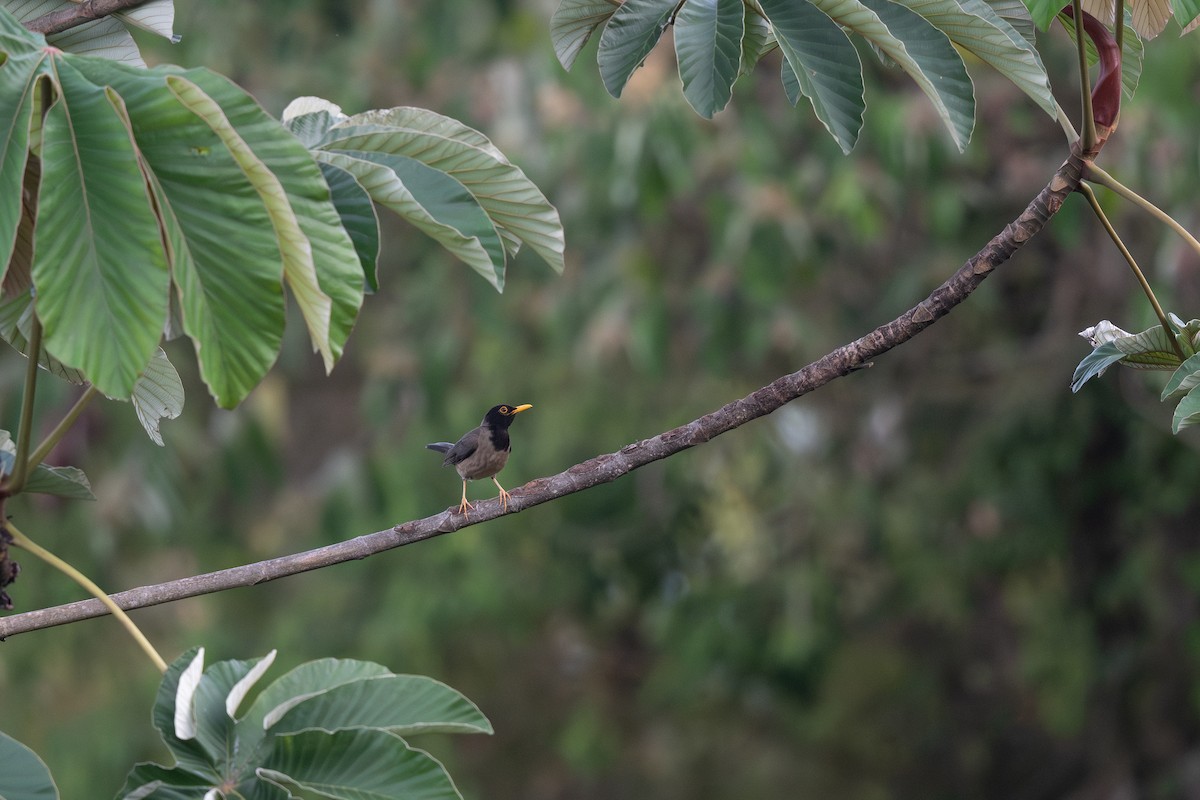 Black-hooded Thrush - ML619428075