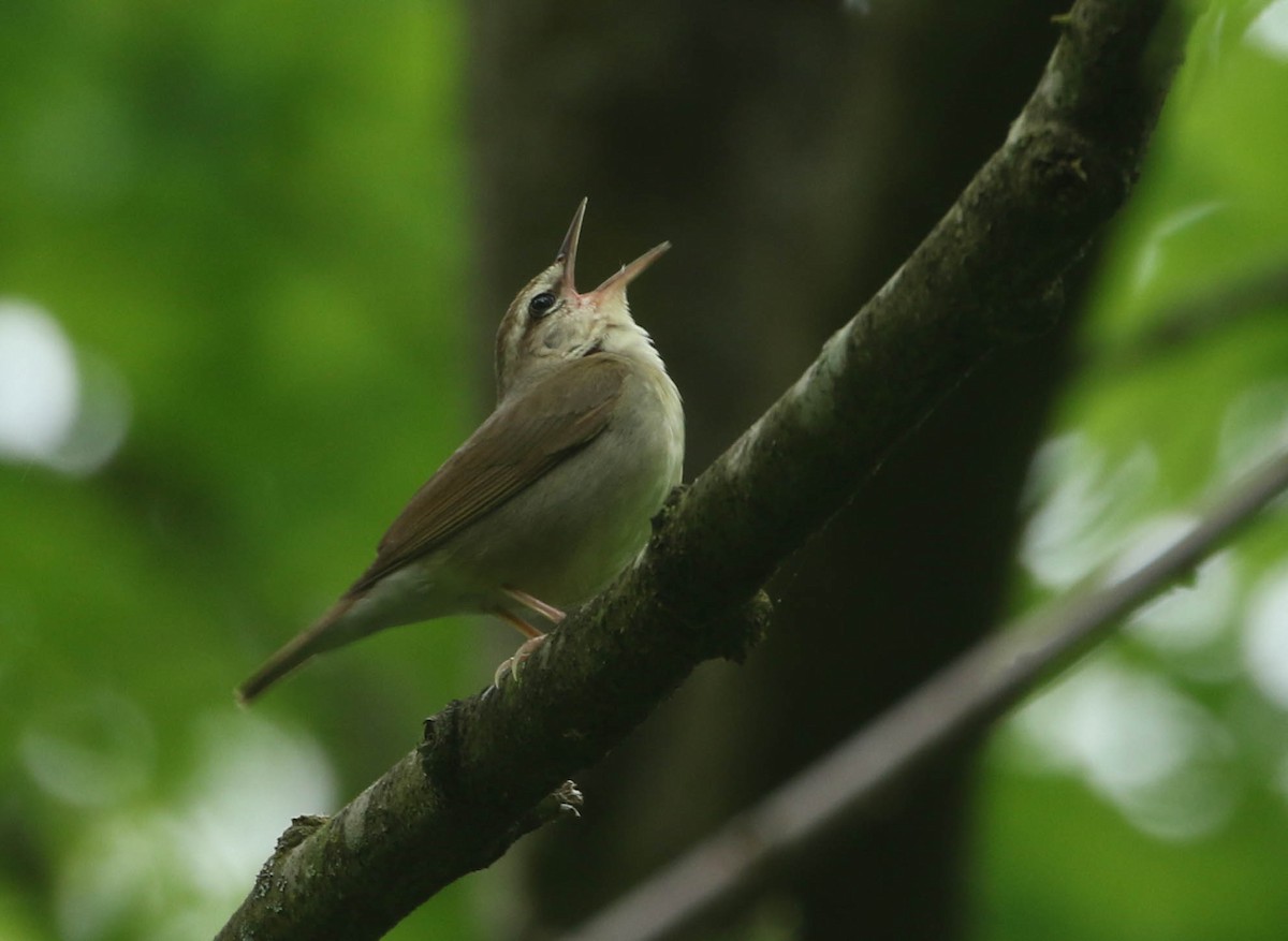 Swainson's Warbler - Roger Higbee