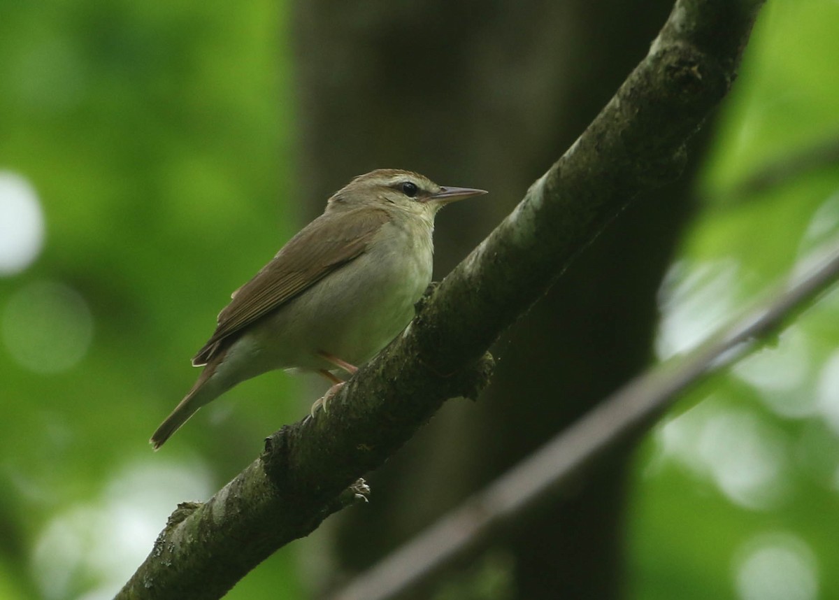 Swainson's Warbler - Roger Higbee