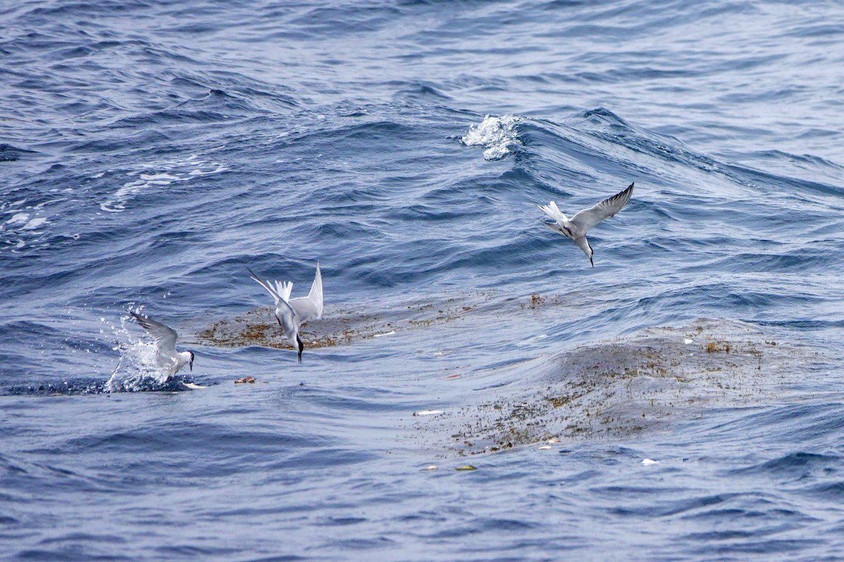 Black-naped Tern - Haofeng Shih