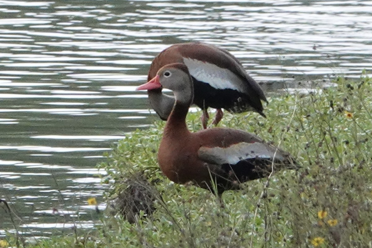 Black-bellied Whistling-Duck - B P