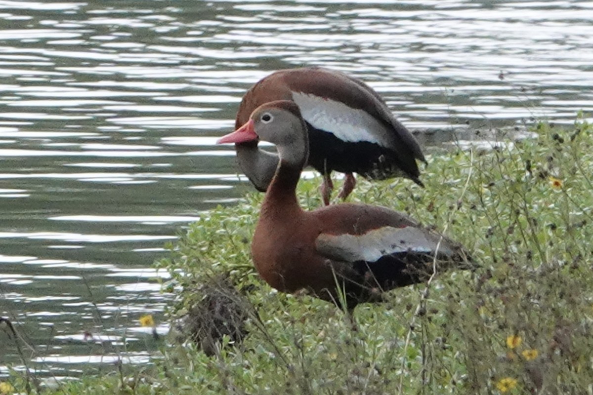 Black-bellied Whistling-Duck - ML619428105