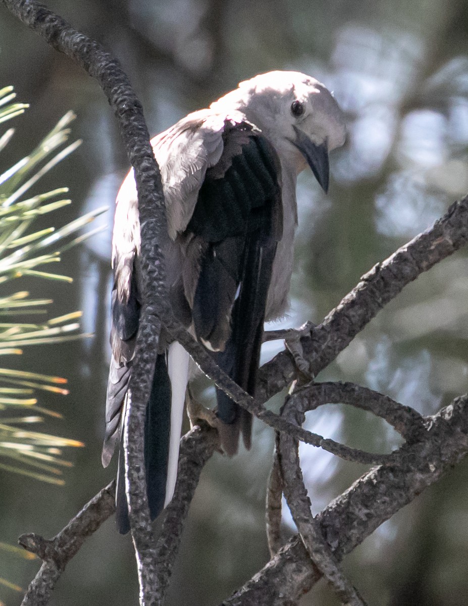 Clark's Nutcracker - Chris Tosdevin