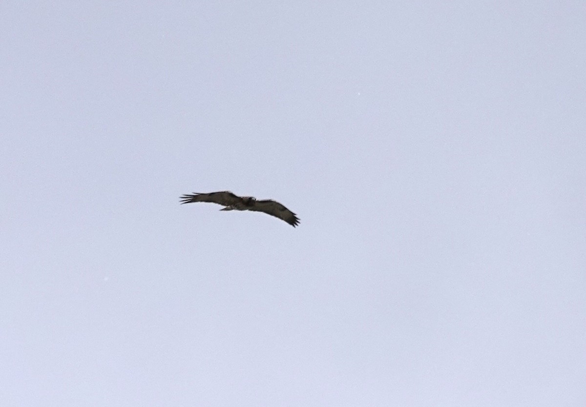 Red-tailed Hawk - Diane Stinson