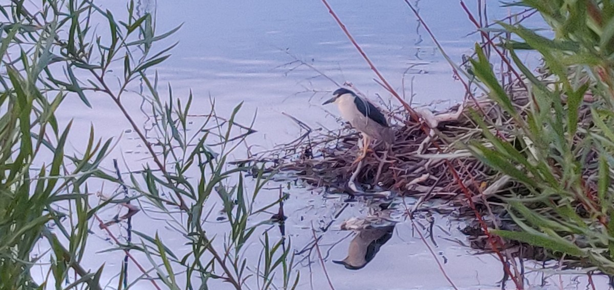 Black-crowned Night Heron - Linda Ek