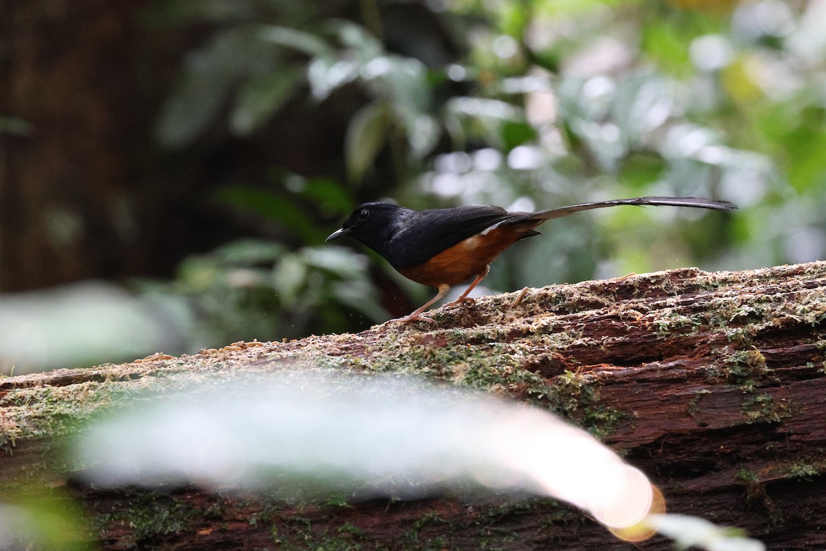 White-rumped Shama - Chai Thiam Lau