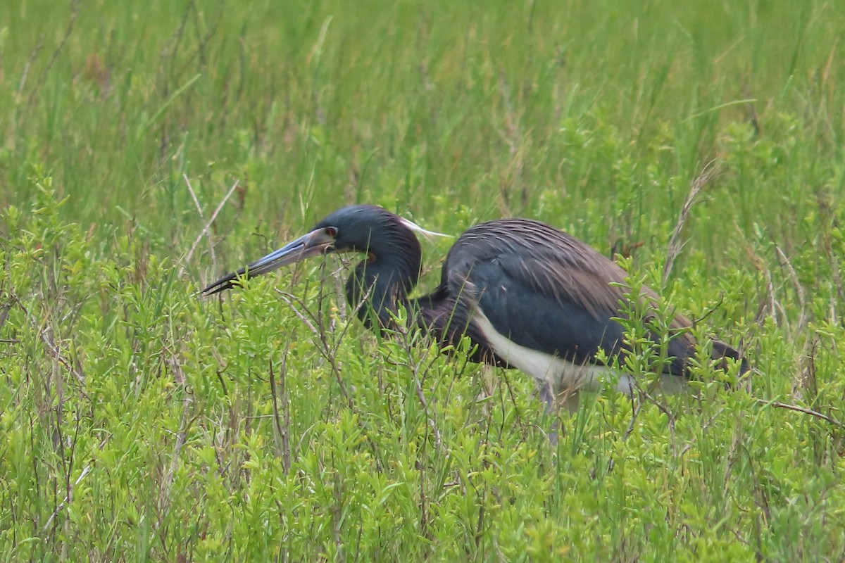 Tricolored Heron - David Brinkman