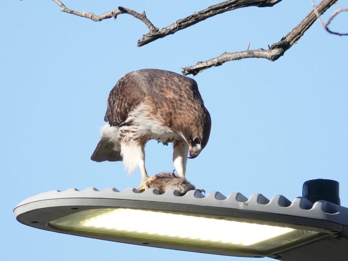 Red-tailed Hawk - Claudio  Crespo