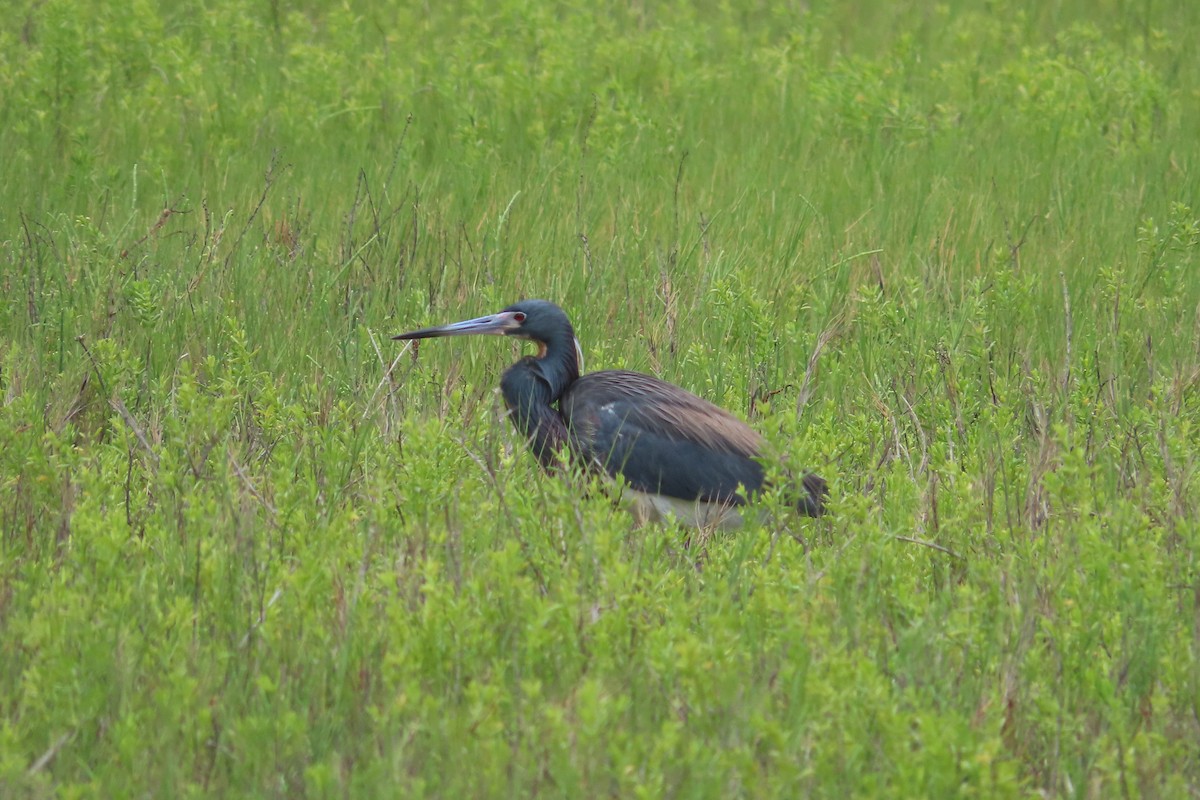 Tricolored Heron - David Brinkman